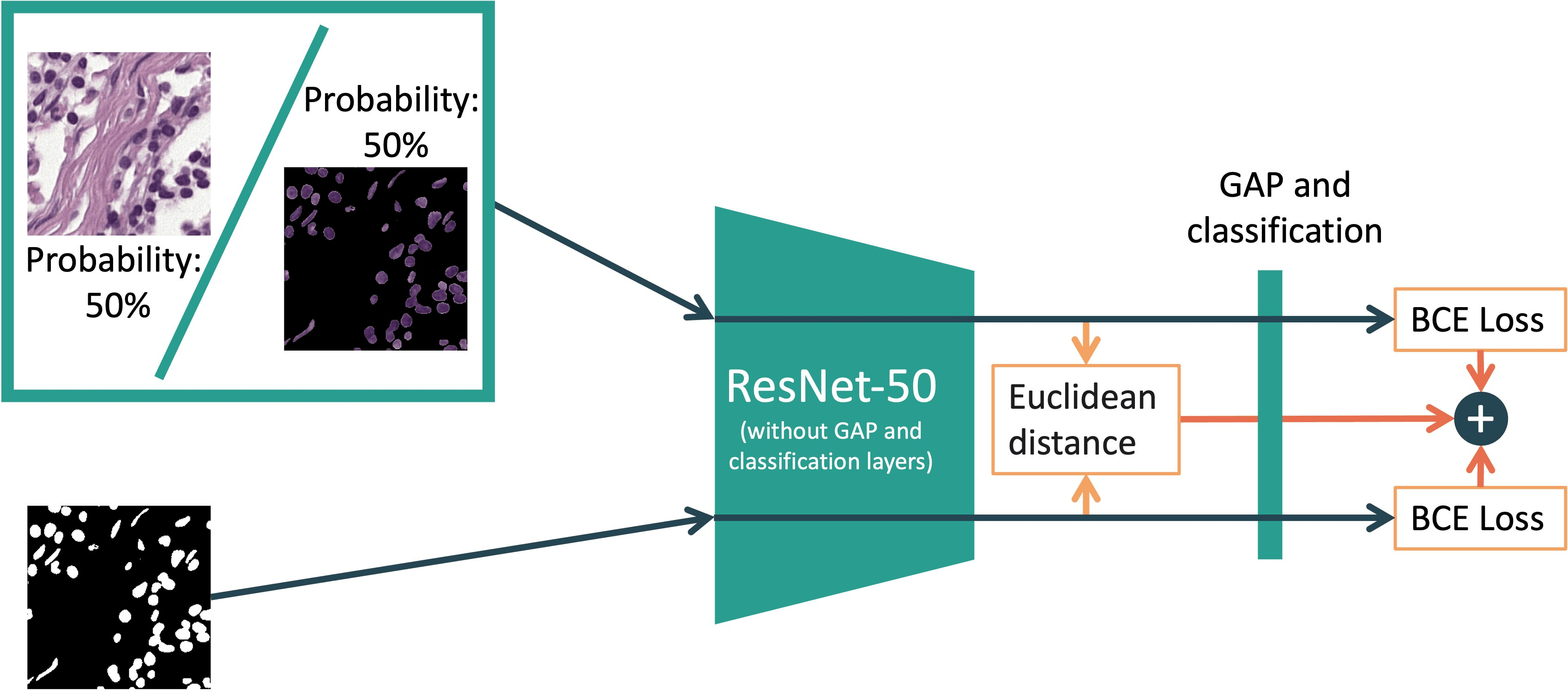 The proposed training method, with an image branch and a nuclear-mask branch passing through a shared ResNet-50, classification losses on both branches, and a feature-alignment loss between them.